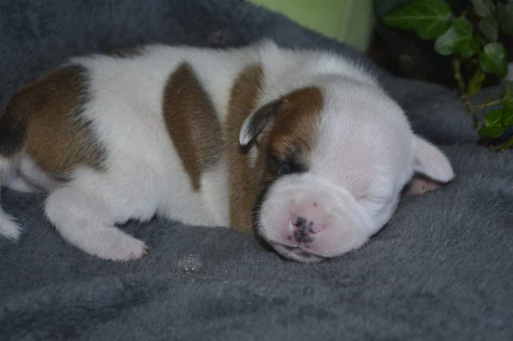 De Gaia Vlka - Chiot disponible  - Staffordshire Bull Terrier