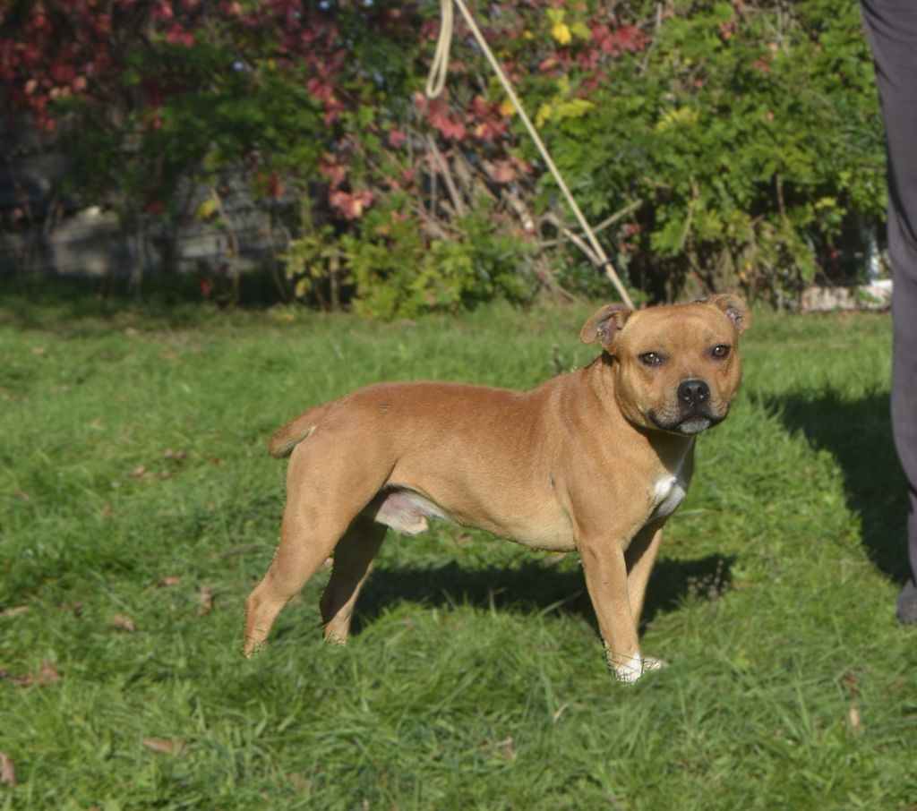 Vagabon Des Gardiens Du Camp