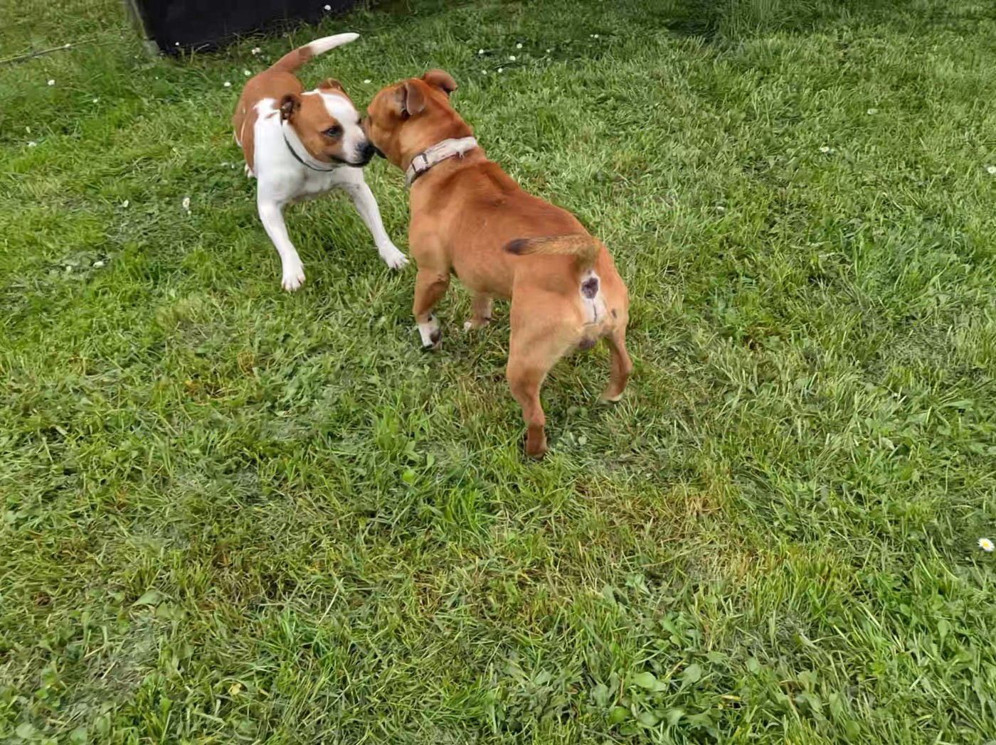 Bientôt des bébés Staffie pour Juin 2026!!!!!