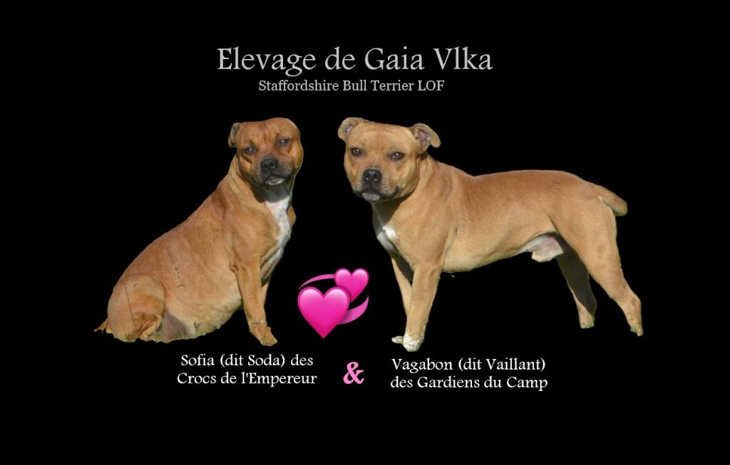 STAFFIE : Naissance prévue le 13 Novembre 2025 !!!