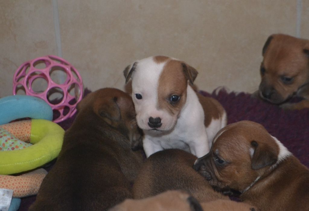 De Gaia Vlka - Chiots disponibles - Staffordshire Bull Terrier