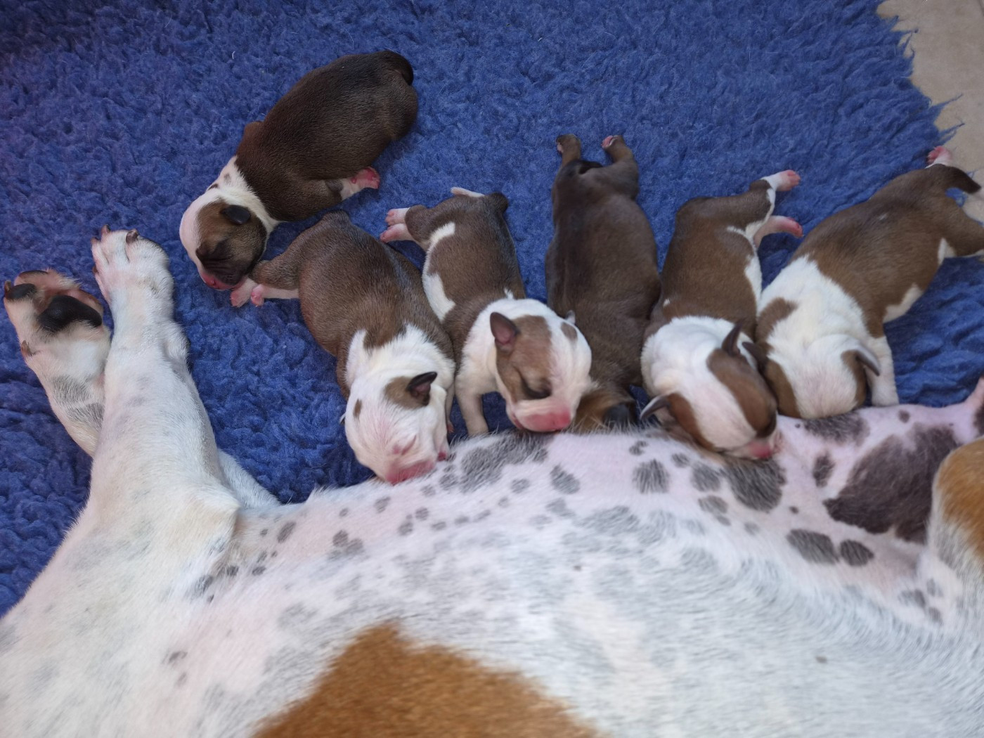 Chiot Staffordshire Bull Terrier De Gaia Vlka