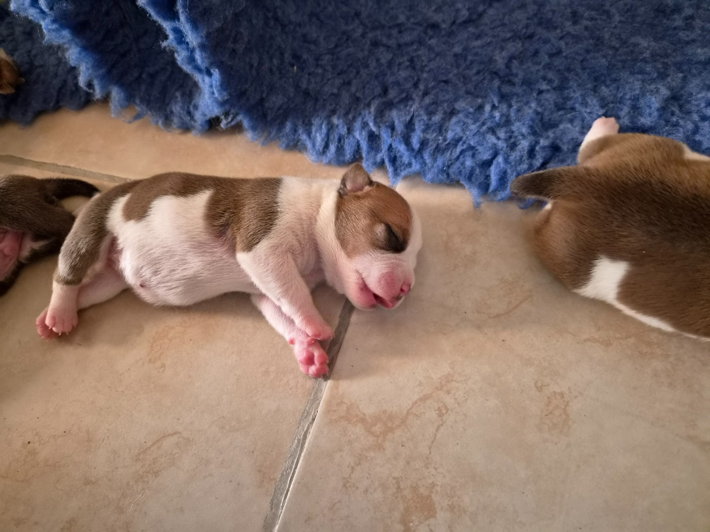 De Gaia Vlka - Chiots disponibles - Staffordshire Bull Terrier
