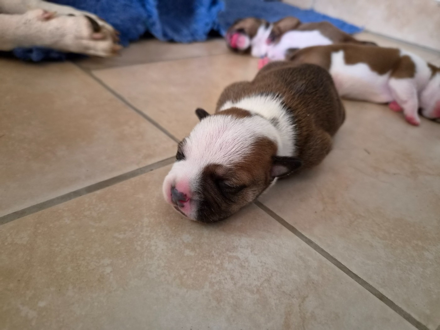 De Gaia Vlka - Chiots disponibles - Staffordshire Bull Terrier
