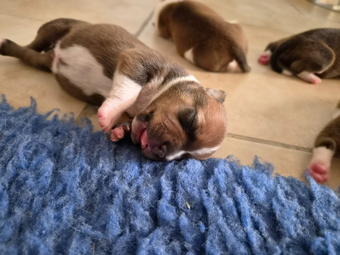 De Gaia Vlka - Chiots disponibles - Staffordshire Bull Terrier