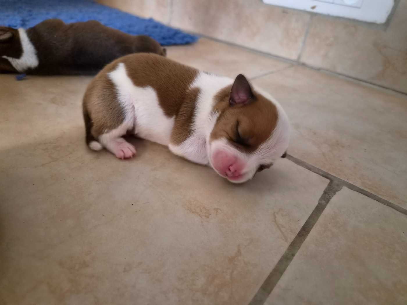 De Gaia Vlka - Chiots disponibles - Staffordshire Bull Terrier