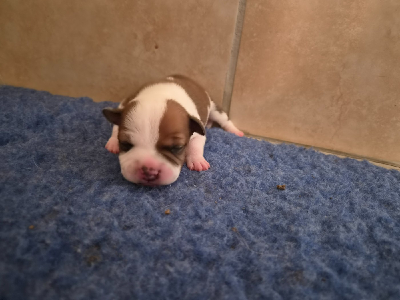 De Gaia Vlka - Chiots disponibles - Staffordshire Bull Terrier