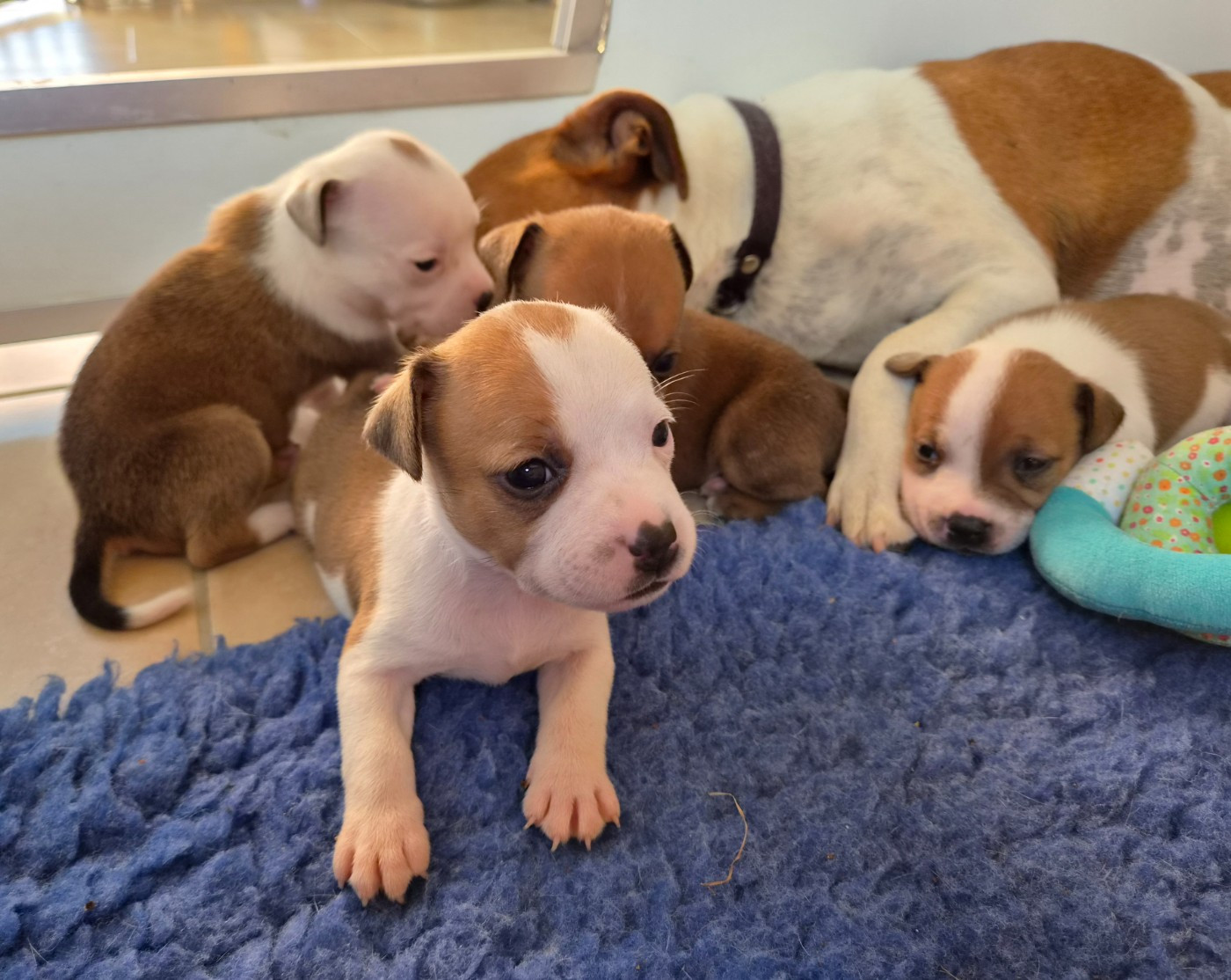 De Gaia Vlka - Chiots disponibles - Staffordshire Bull Terrier