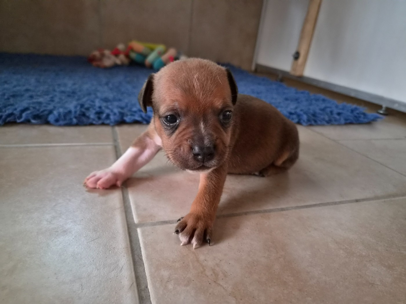 De Gaia Vlka - Chiots disponibles - Staffordshire Bull Terrier