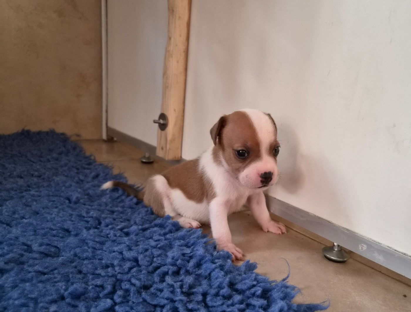 De Gaia Vlka - Chiots disponibles - Staffordshire Bull Terrier