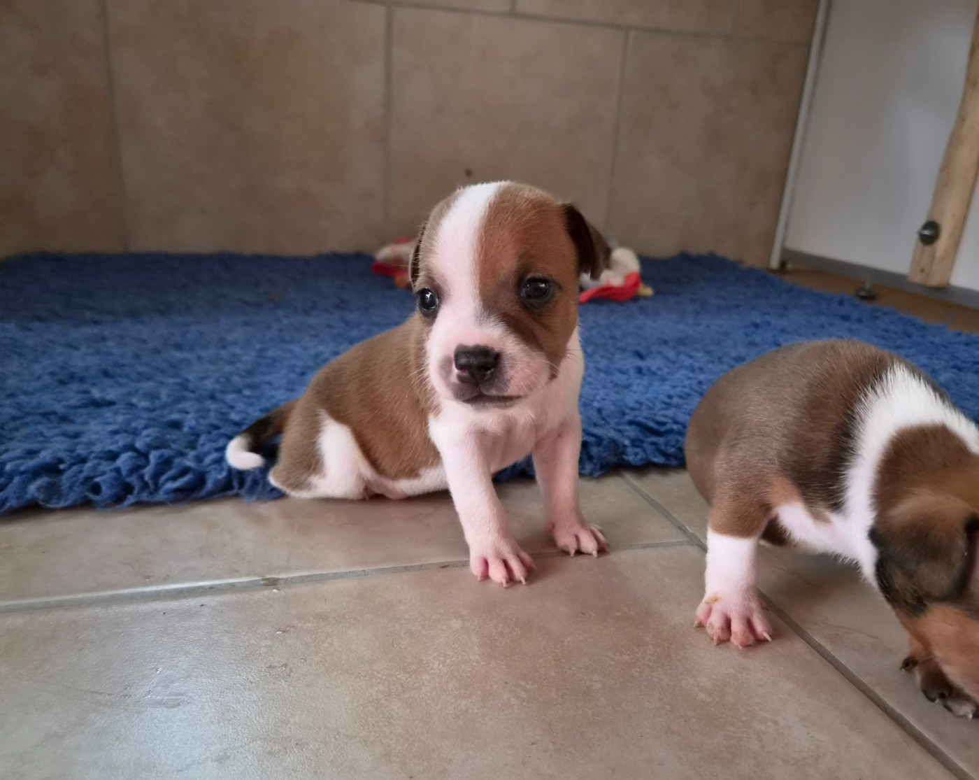 De Gaia Vlka - Chiots disponibles - Staffordshire Bull Terrier