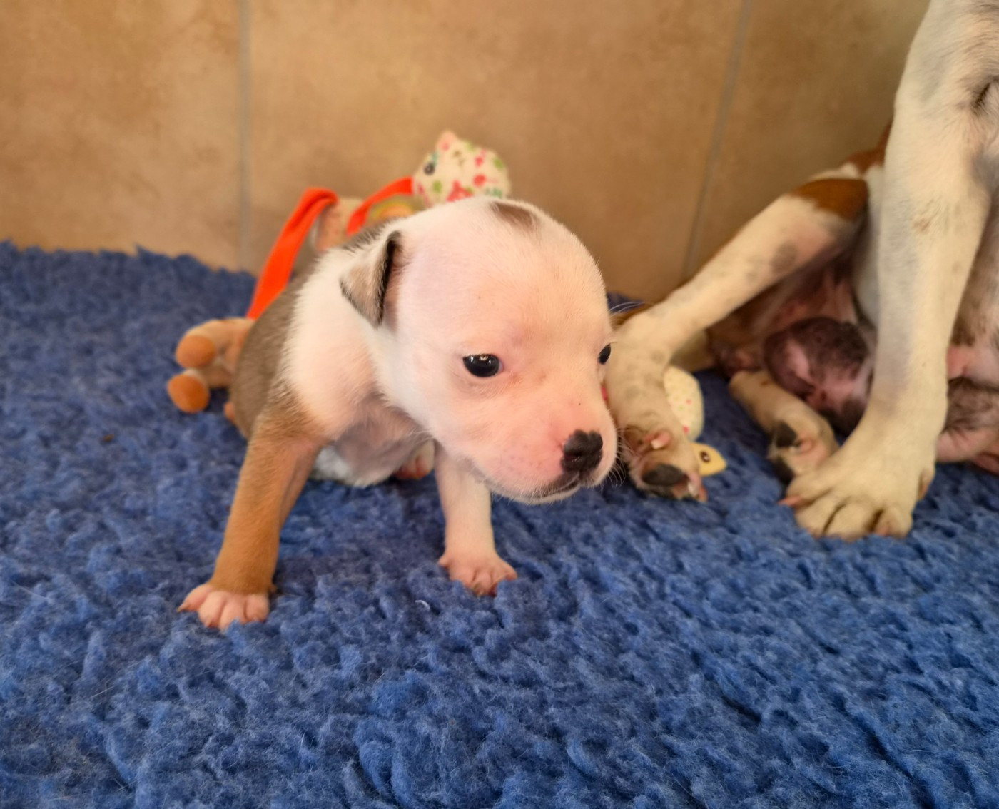 De Gaia Vlka - Chiots disponibles - Staffordshire Bull Terrier