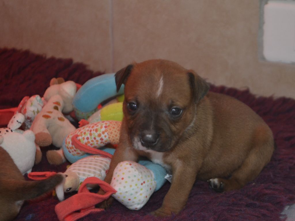 De Gaia Vlka - Chiots disponibles - Staffordshire Bull Terrier