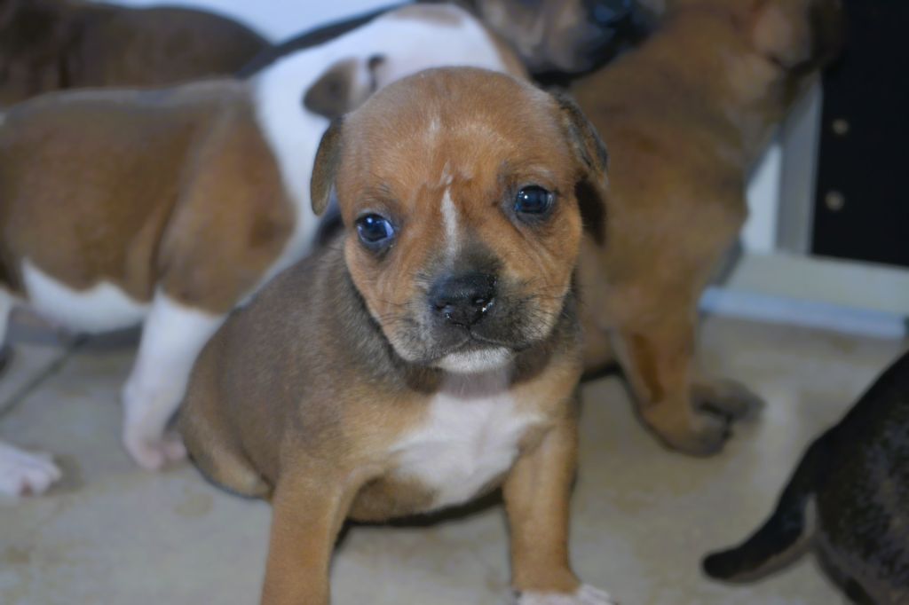 De Gaia Vlka - Chiots disponibles - Staffordshire Bull Terrier