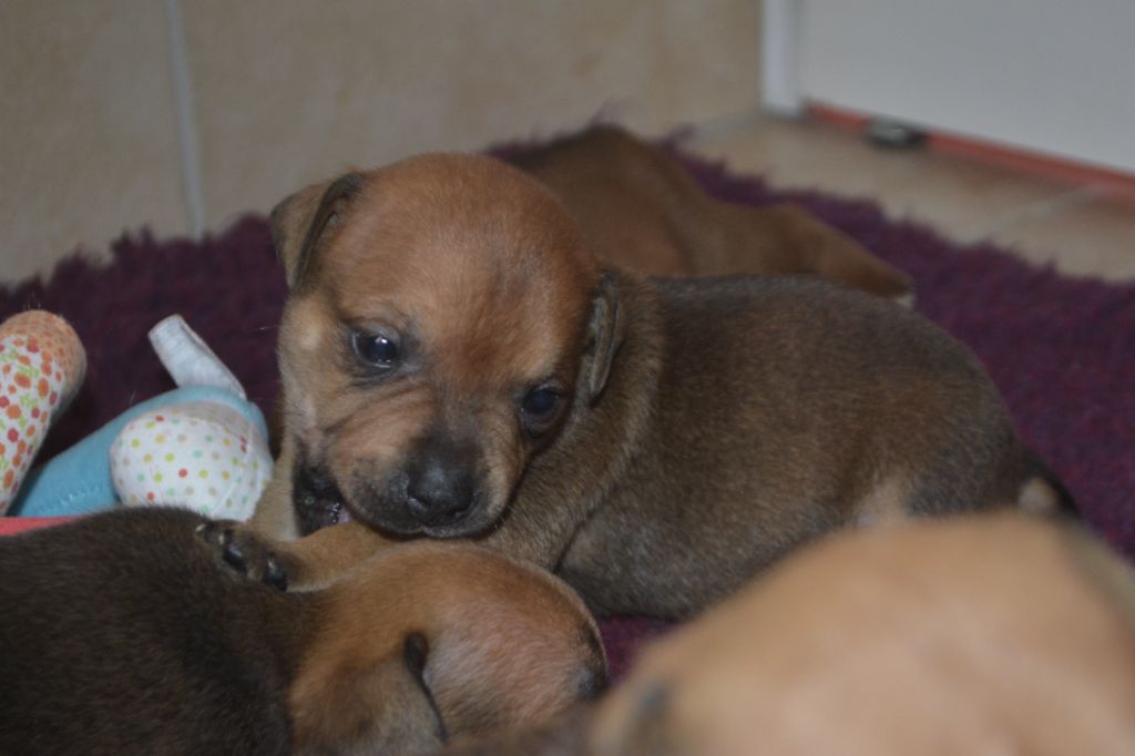 De Gaia Vlka - Chiots disponibles - Staffordshire Bull Terrier