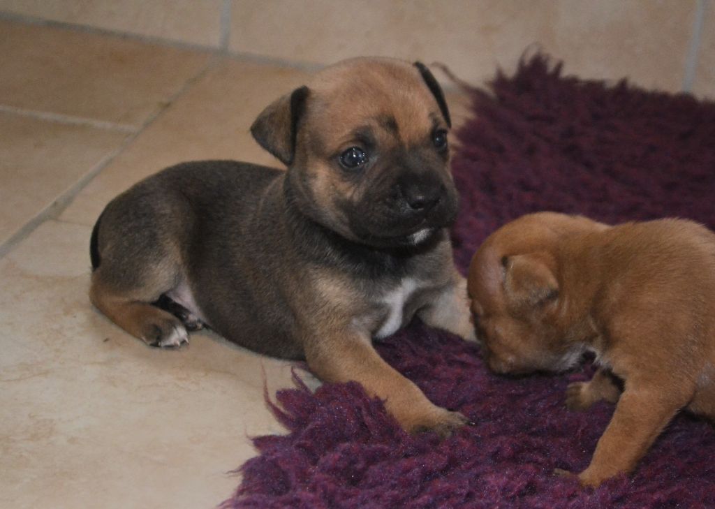 De Gaia Vlka - Chiots disponibles - Staffordshire Bull Terrier