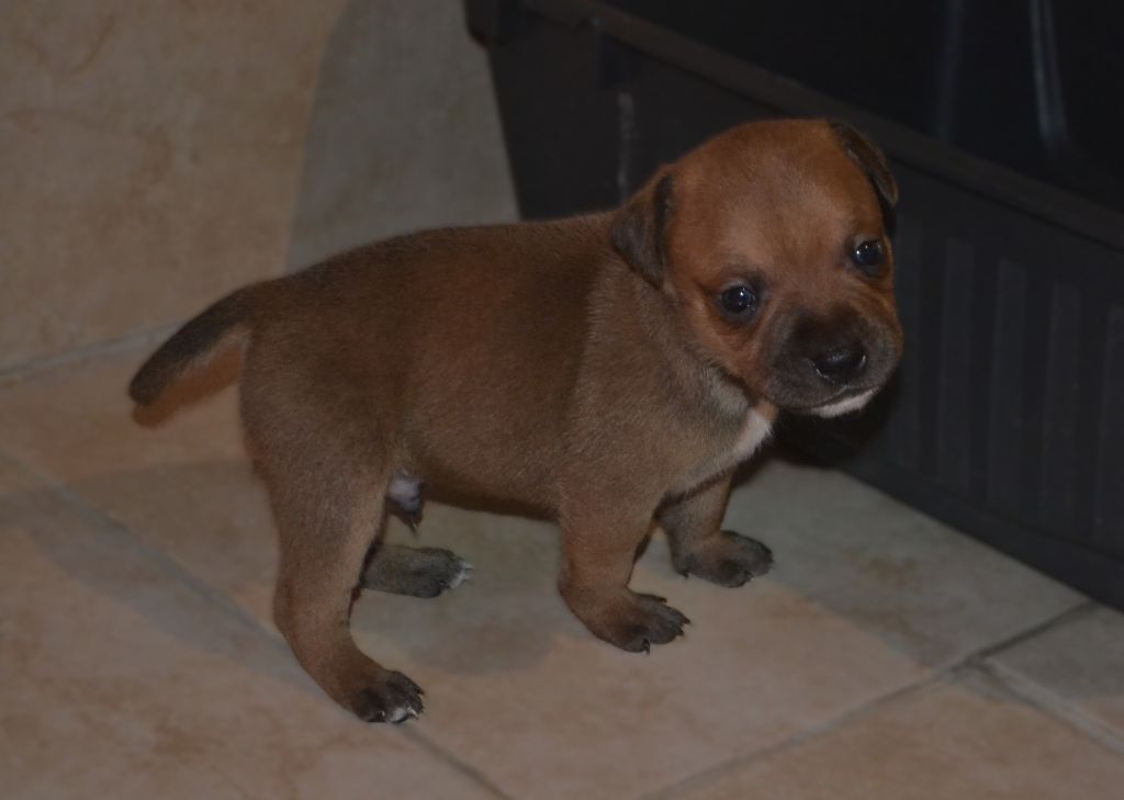 De Gaia Vlka - Chiots disponibles - Staffordshire Bull Terrier